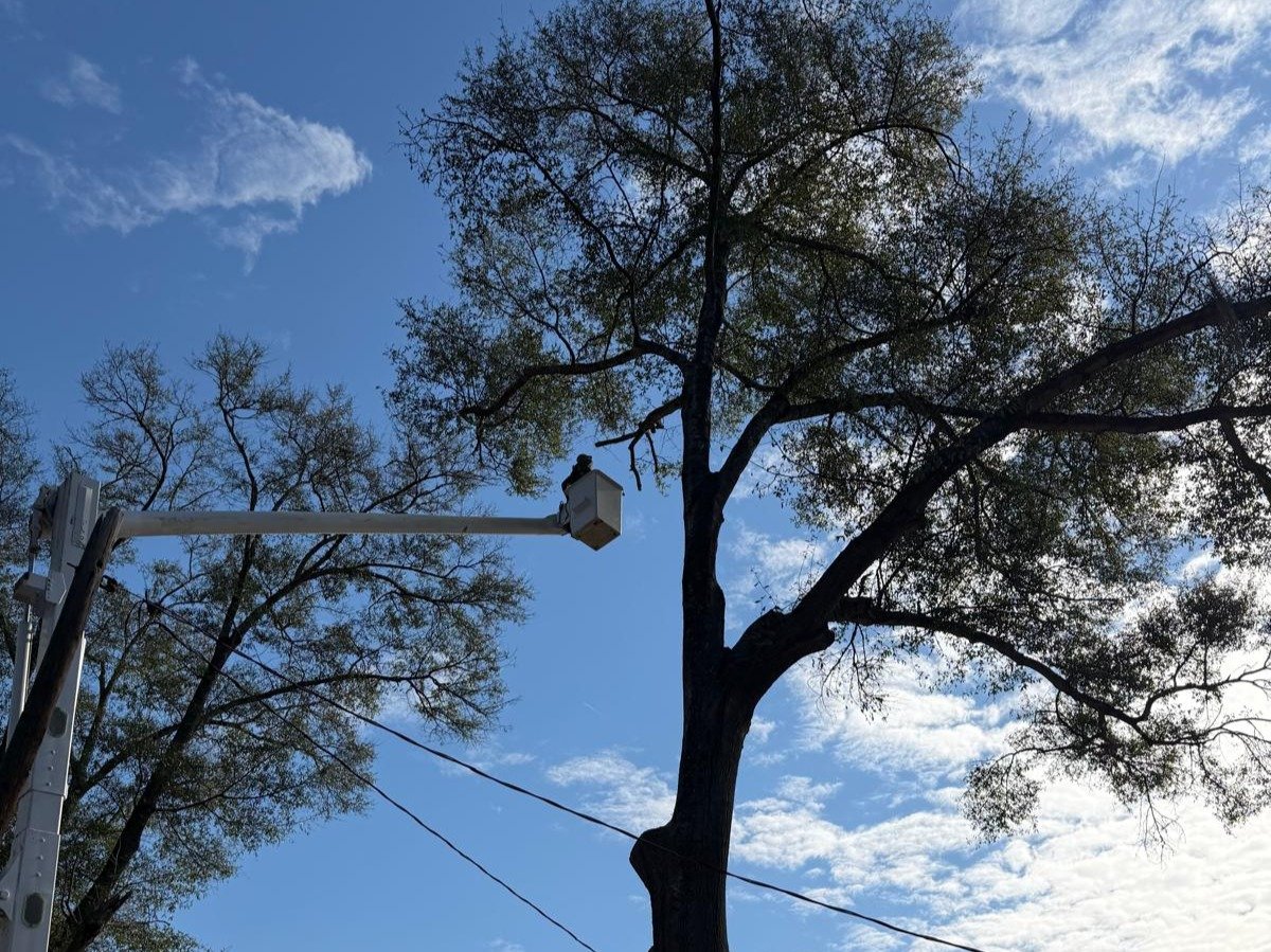 El Costeño Tree Service LLC